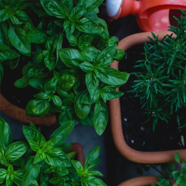 Herb Garden